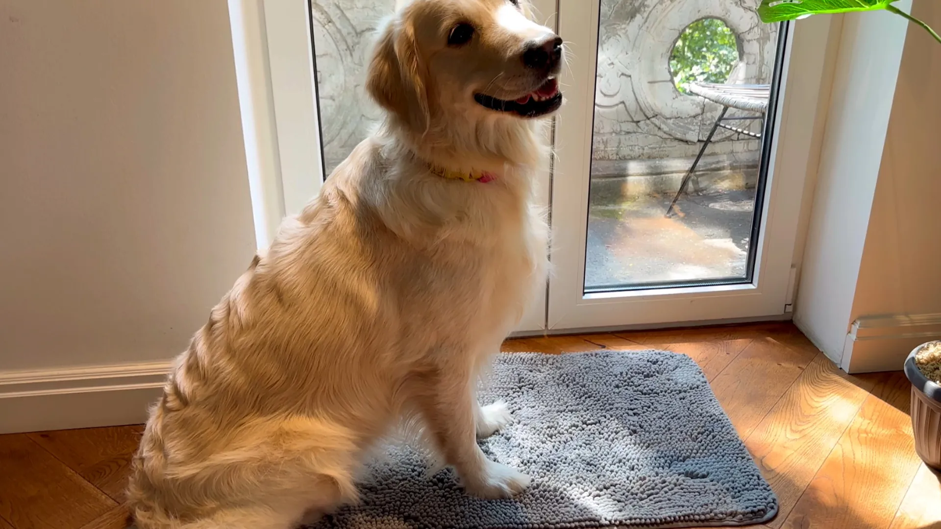 OLANLY Dog Door Mat Review: Washable Muddy Paws Mat image 8